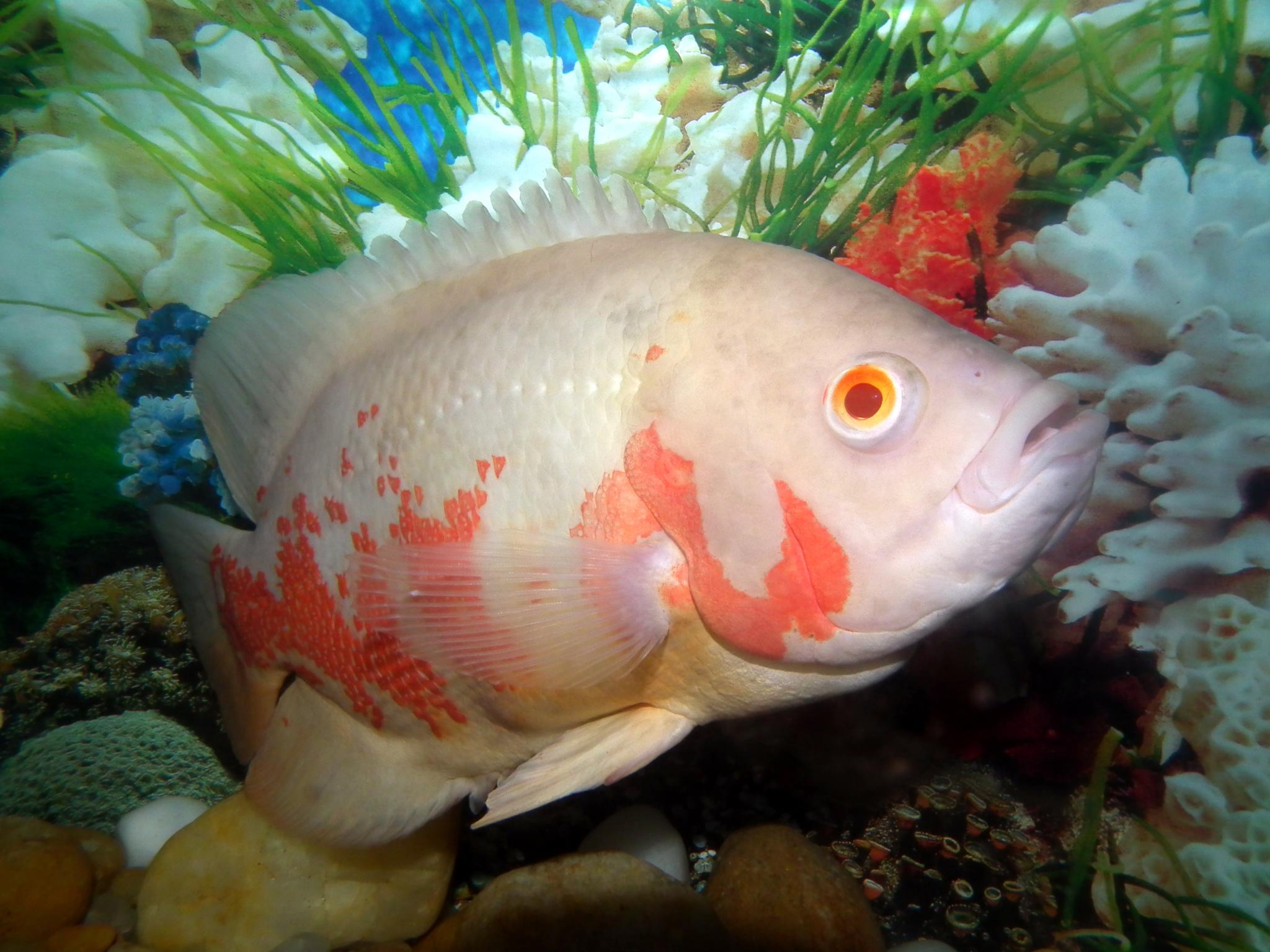 Tiger Oscar Fish swimming in an aquarium.