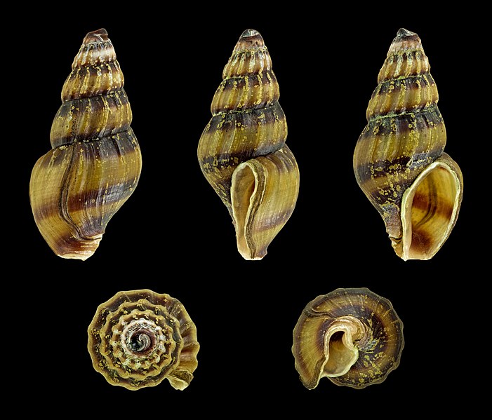 Assassin Snail shells.